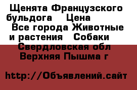 Щенята Французского бульдога. › Цена ­ 45 000 - Все города Животные и растения » Собаки   . Свердловская обл.,Верхняя Пышма г.